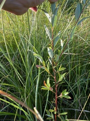 Salix laevigata