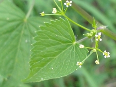Spananthe paniculata