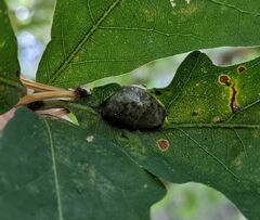 Andricus quercuspetiolicola