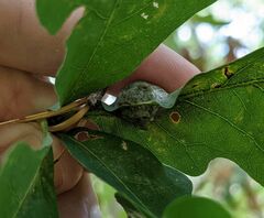 Andricus quercuspetiolicola