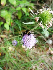 Bombus