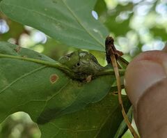 Andricus quercuspetiolicola