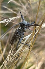 Monochamus notatus
