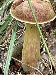 Aureoboletus innixus