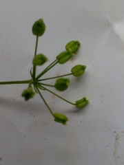 Spananthe paniculata
