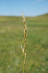 Arrhenatherum elatius