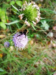 Bombus