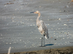 Egretta rufescens