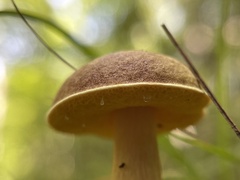 Aureoboletus innixus