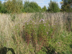 Symphyotrichum novi-belgii