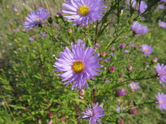 Symphyotrichum novi-belgii