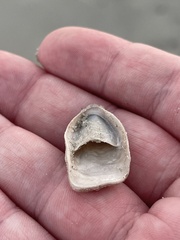 Crepidula plana