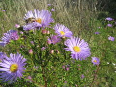Symphyotrichum novi-belgii