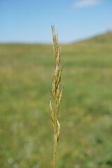 Arrhenatherum elatius
