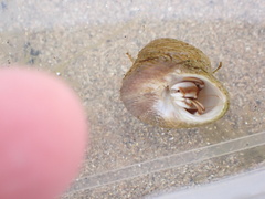 Pagurus bernhardus
