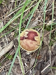 Aureoboletus innixus