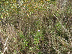 Symphyotrichum novi-belgii