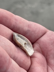 Crepidula plana