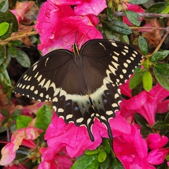 Papilio palamedes