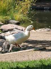 Anas platyrhynchos domesticus