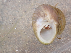 Pagurus bernhardus