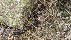 Vipera latastei