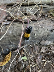 Lophocampa maculata