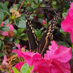Papilio palamedes