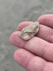 Crepidula plana