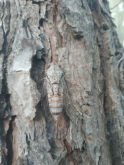 Lyristes plebejus