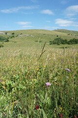 Arrhenatherum elatius