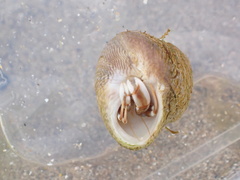 Pagurus bernhardus
