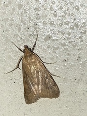 Achyra rantalis