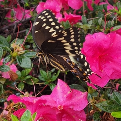 Papilio palamedes