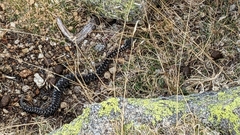 Vipera latastei