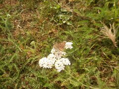 Lycaena tityrus