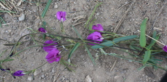 Cologania grandiflora