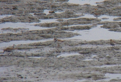 Charadrius hiaticula