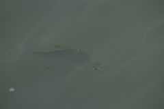 Monodactylus argenteus