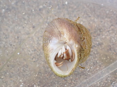Pagurus bernhardus