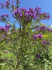 Vernonia noveboracensis