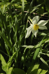 Narcissus × incomparabilis