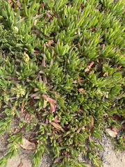 Carpobrotus edulis