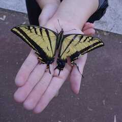 Papilio multicaudata multicaudata