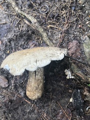Macrocybe titans