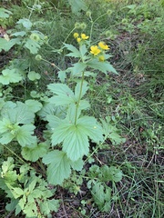 Geum macrophyllum