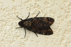 Acherontia atropos