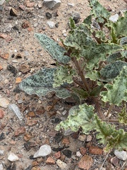 Nyctaginia capitata