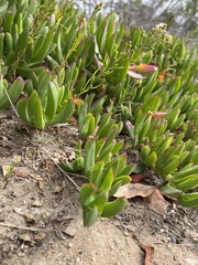 Carpobrotus edulis