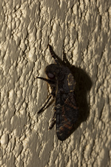 Acherontia atropos